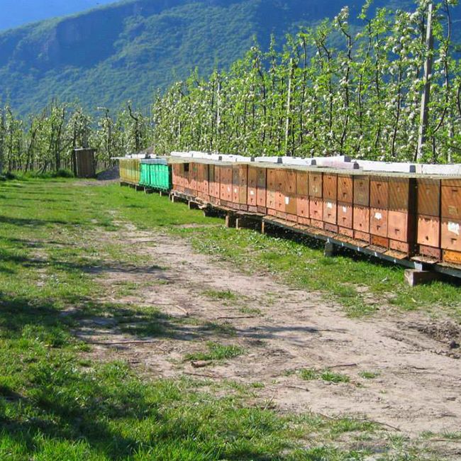 Als Bienenstock wird eine von einem Imker zur Verfügung gestellte künstliche Nisthöhle (Behausung) mitsamt dem darin befindlichen Volk von Honigbienen bezeichnet. 