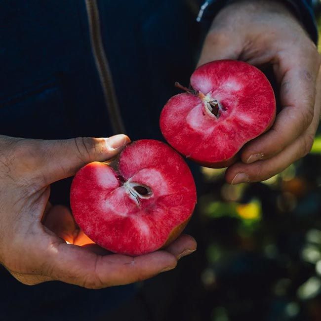 Die natürliche rote Farbe von Sparkling Rocco Apfelsecco entsteht durch Anthocyane – antioxidative Pflanzenstoffe, die direkt im Apfel enthalten sind.