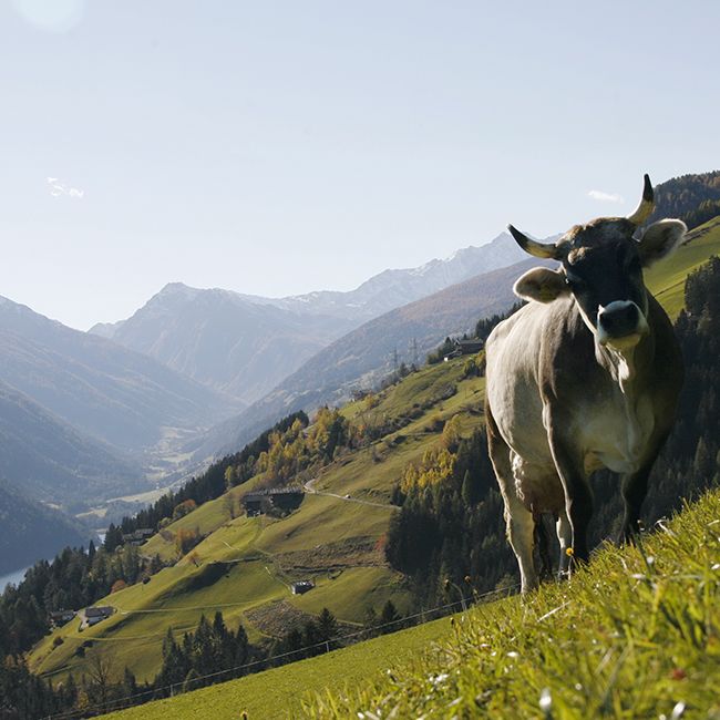 Laugenrind in Südtiroler Berglandschaft – artgerecht gehalten für echte Gourmetqualität.