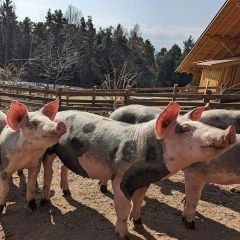 Geräuchertes Schweinefilet vom Bergbauernhof à 0,14kg