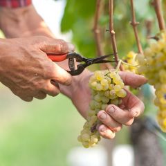 "Platt & Riegl" Pinot Bianco DOC Kellerei Girlan 0,375l