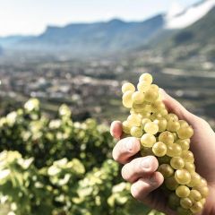 "Festival" Weissburgunder DOC Kellerei Meran 0,75l