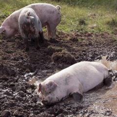 Geräuchertes Schweinefilet vom Bergbauernhof à 0,14kg