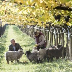 "Moscato Giallo" Goldmuskateller DOC Weingut Manincor BIO 0,75l