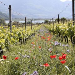 "Moscato Giallo" Goldmuskateller DOC Weingut Manincor BIO 0,75l