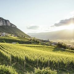 "Arenis" Gewürztraminer DOC Kellerei Kurtatsch 0,75l
