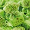 "Tartufo al pistacchio" Pistazie Trüffelpralinen 140g