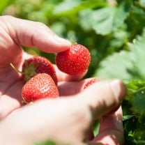 Bio Erdbeer-Fruchtaufstrich Fragula mit Agavendicksaft 65% Frucht 220g