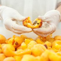 Marillen-Fruchtsirup Alba 50% Frucht 0,5l