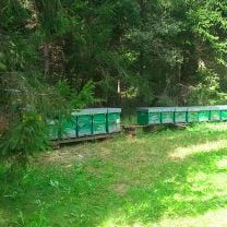 Waldhonig 250g