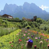 Bio Kräutertee Dolomitenduft aus Südtirol – 10 Pyramidenbeutel 9g