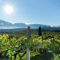 Chardonnay DOC Kellerei Girlan 0,75l
