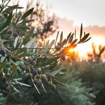 "Olive rosate alla contadina" große Oliven pikant 250g
