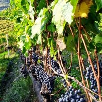 Südtirol Lagrein BIO DOC Weingut Gruberhof 0,75l
