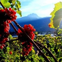 Südtirol Lagrein BIO DOC Weingut Gruberhof 0,75l