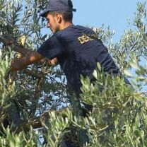 "Olio di Oliva, il classico" Olivenöl extra vergine 0,75l