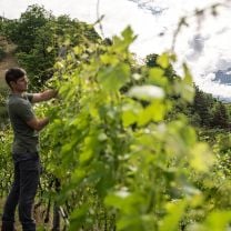 "Pipa" Lagrein Likörwein, Weingut Franz Gojer Glögglhof 0,5l