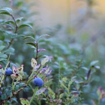 Heidelbeer-Fruchtaufstrich Myrtillus 75% Frucht 335g