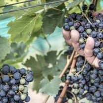 "Graf" Blauburgunder DOC Kellerei Meran 0,75l