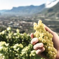 "Festival" Weissburgunder DOC Kellerei Meran 0,75l