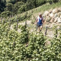 "Festival" Weissburgunder DOC Kellerei Meran 0,75l