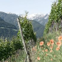 "Festival - Rosalie" Cuvée Rosé Kellerei Meran 0,75l