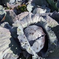 Bio Kimchi mit Rotkohl – Kobas scharf 180g