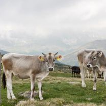 Algunder Sauerrahmbutter 250g