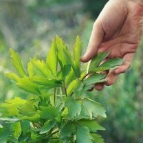 Bio Suppengewürz aus Südtirol 160g