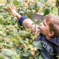 Himbeere Fruchtaufstrich BIO 75% 230g