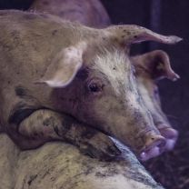 Südtiroler Speck g.g.A. Bauernspeck – Herzstück à 0,38kg