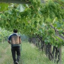 Lagrein Rosé DOC Weingut Alois Lageder 0,75l