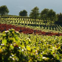 "448 s.l.m. Rosé" Cuvée Rosé IGT Kellerei Girlan 0,75l