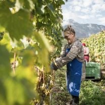 "La Rose de Manincor" Cuvée IGT Weingut Manincor BIO 0,75l