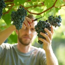 Obermoser Weingut