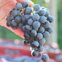 Obermoser Weingut