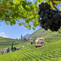 Obermoser Weingut