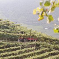 Obermoser Weingut