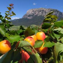 Völser Marille – Aprikosen-Fruchtaufstrich 70% Frucht 245g