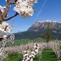 AKTION - Völser Marille – Aprikosennektar aus Südtirol 0,75l