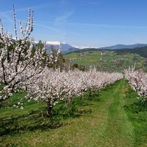 AKTION - Völser Marille – Aprikosennektar aus Südtirol 0,75l