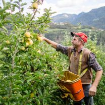 Naturtrüber Bergapfelsaft vom Sigmund Schwarzielhof 1l