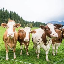 Milchbuben