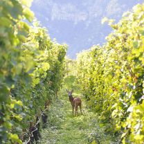 "Kalterersee Classico superiore - per sé" Vernatsch DOC Weingut Elena Walch 0,75l
