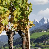 Grüner Veltliner DOC Kellerei Eisacktal 0,75l