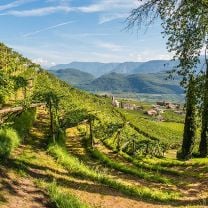 "T Rosé" Cuvée IGT Kellerei Tramin 0,75l