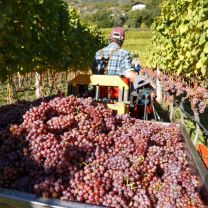 Goldmuskateller DOC Kellerei Bozen 0,75l