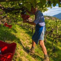 Cabernet DOC Kellerei Bozen 0,75l