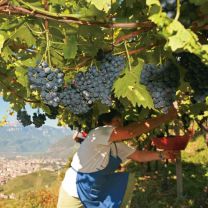 Cabernet DOC Kellerei Bozen 0,75l