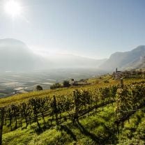 "Sonntaler - Alte Reben" Vernatsch DOC Kellerei Kurtatsch 0,75l